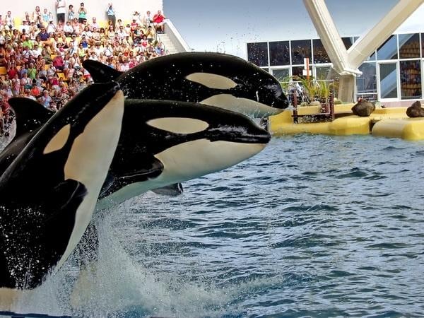 SeaWorld Settles Securities Class Action for $65M